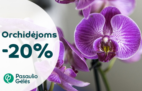Orchidėjoms -20%